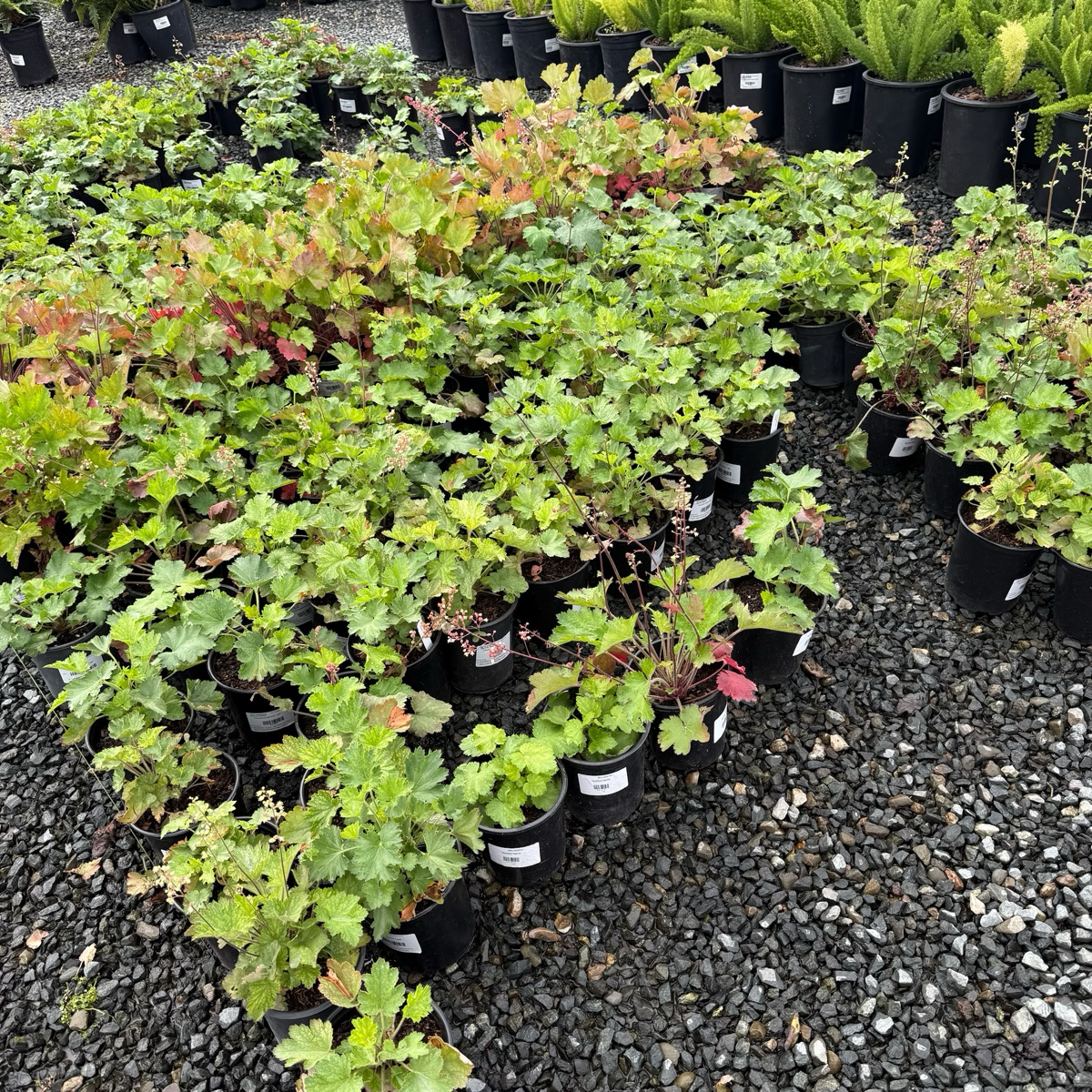 Kira Green Tea Coral Bells