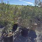 Single Red Oleander