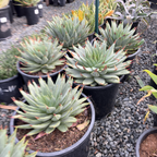 Spiral Aloe