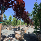 Krauter Vesuvius Flowering Plum