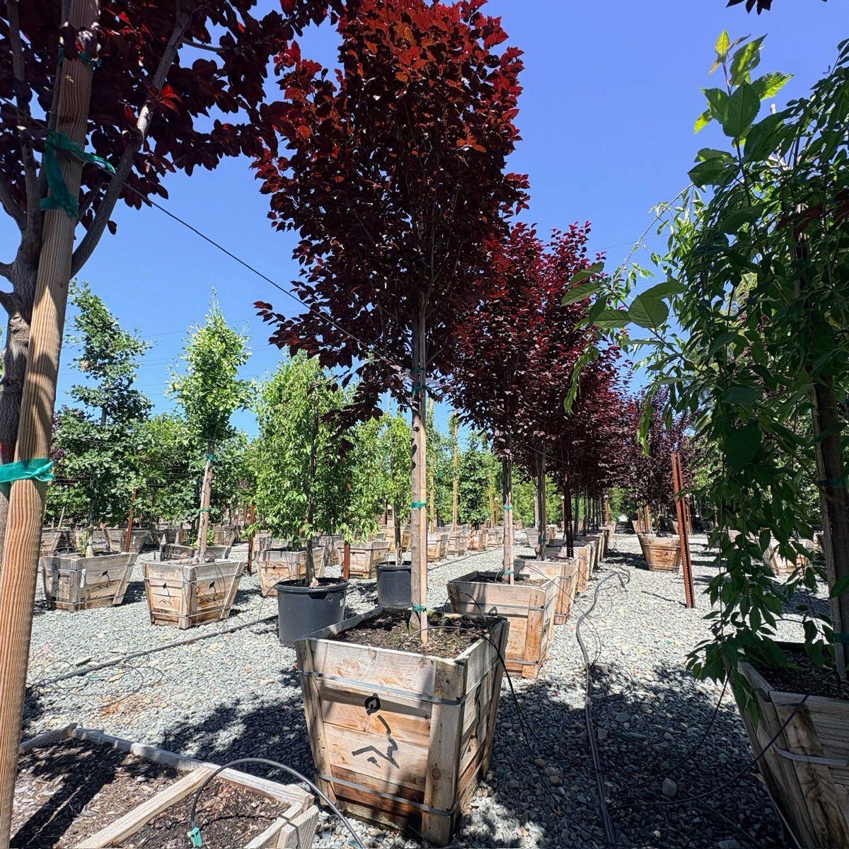 Krauter Vesuvius Flowering Plum