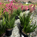 Pink Kangaroo Paw