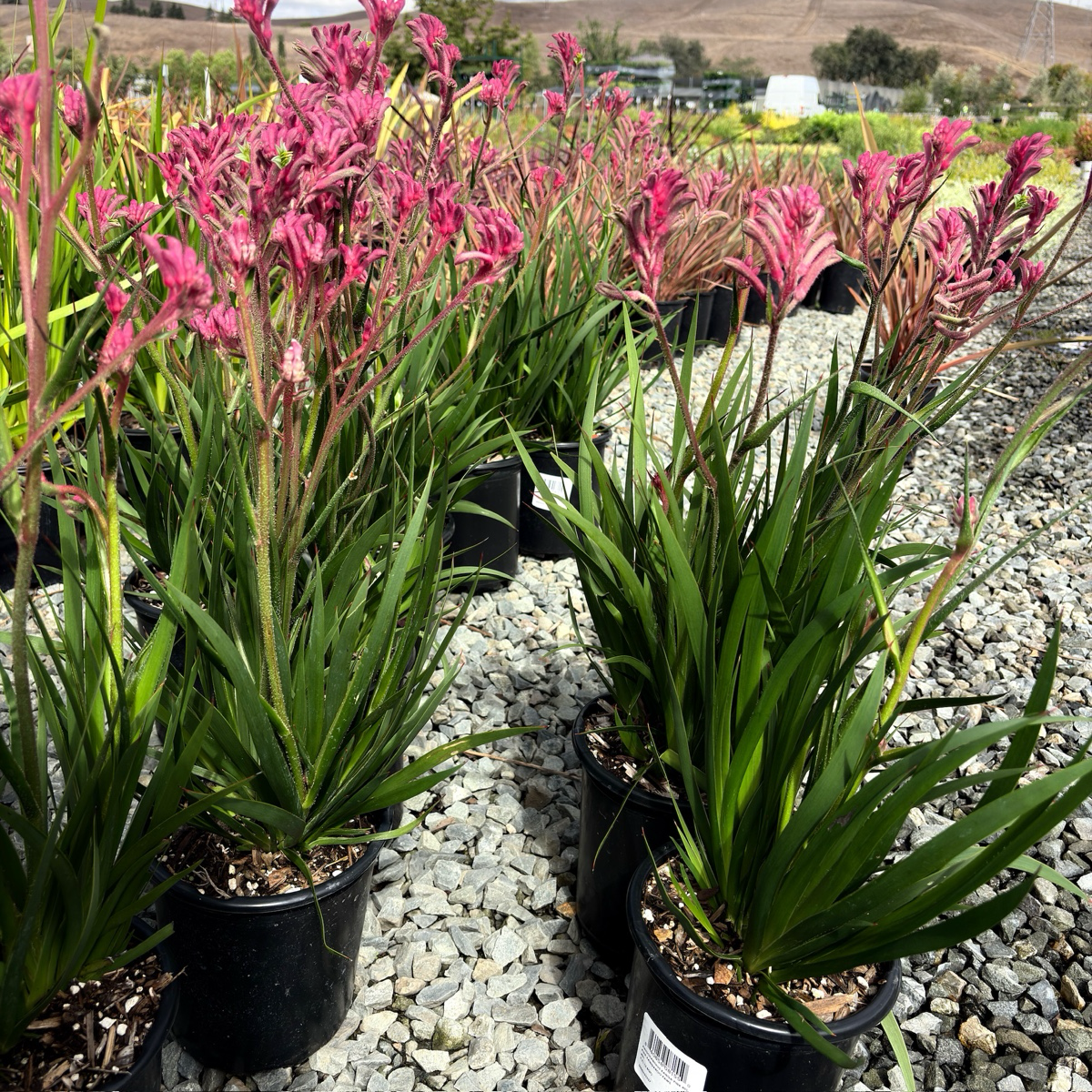 Pink Kangaroo Paw