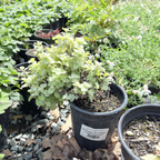 Limelight Licorice Plant