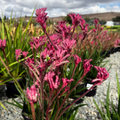 Pink Kangaroo Paw