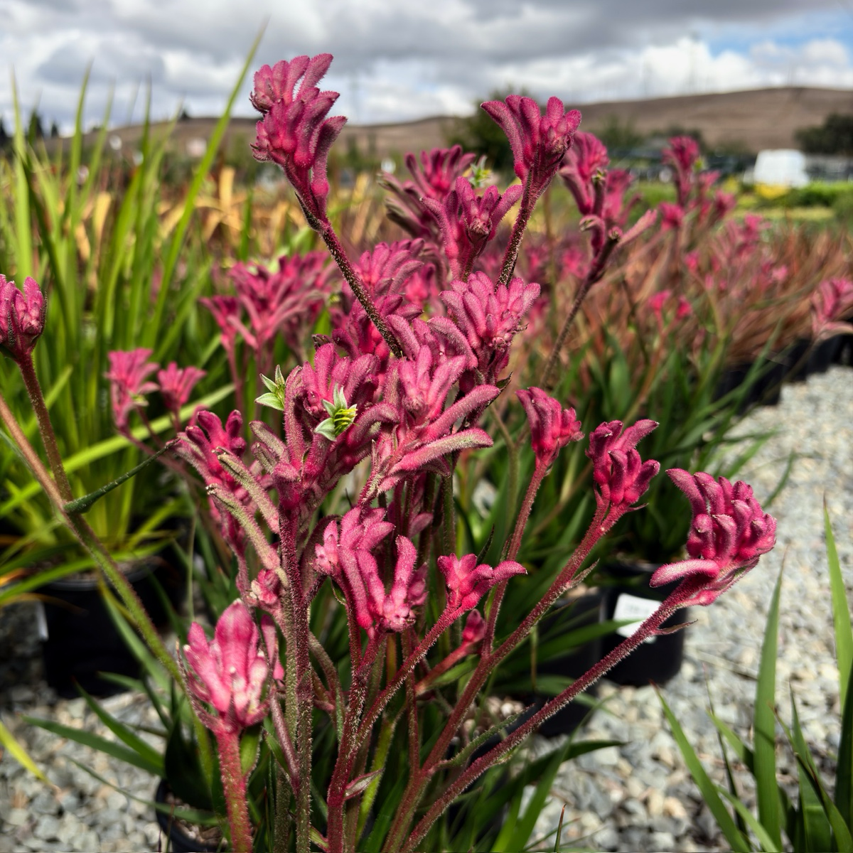 Pink Kangaroo Paw