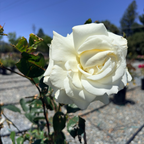 John F. Kennedy Rose