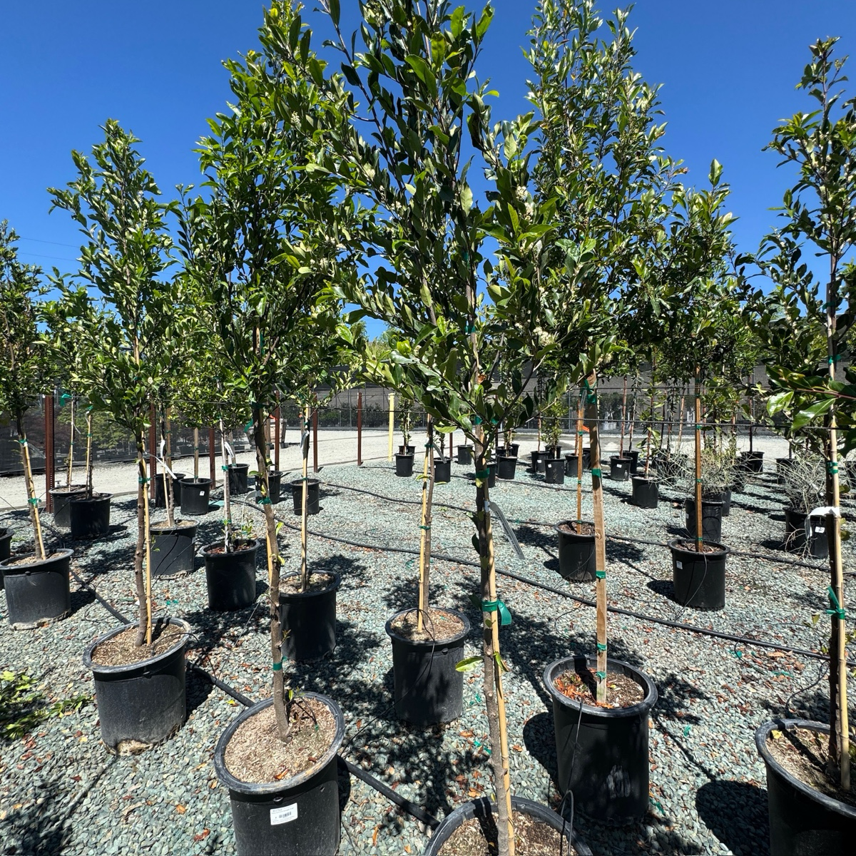 Carolina Cherry Laurel