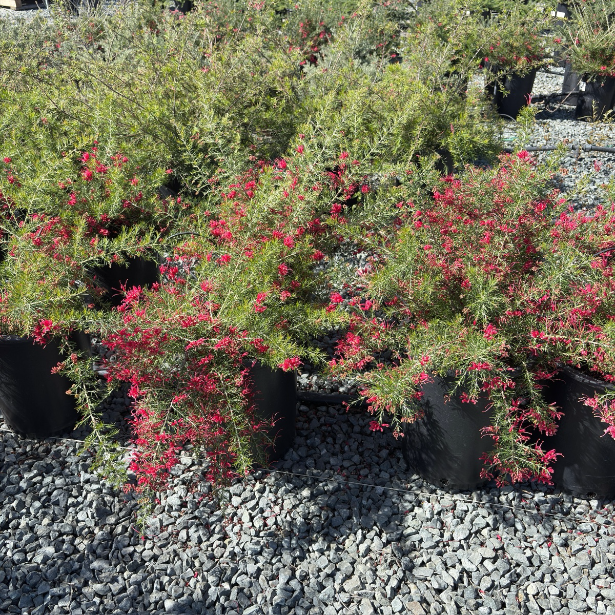 Scarlet Sprite Rosemary Grevillea