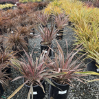 Pink Stripe New Zealand Flax