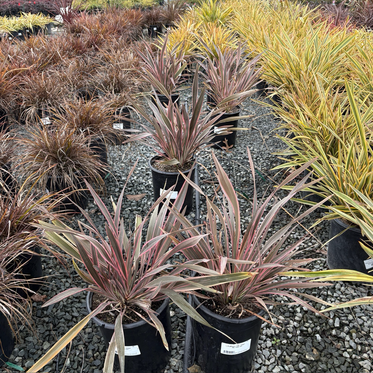 Pink Stripe New Zealand Flax