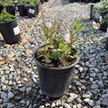 Biokovo Cranesbill