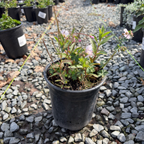 Biokovo Cranesbill