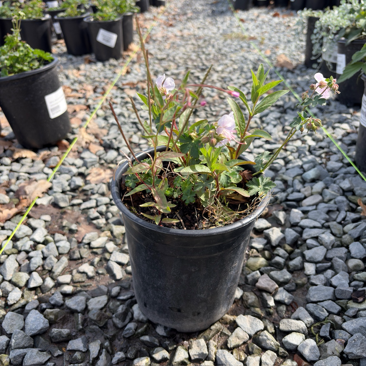 Biokovo Cranesbill