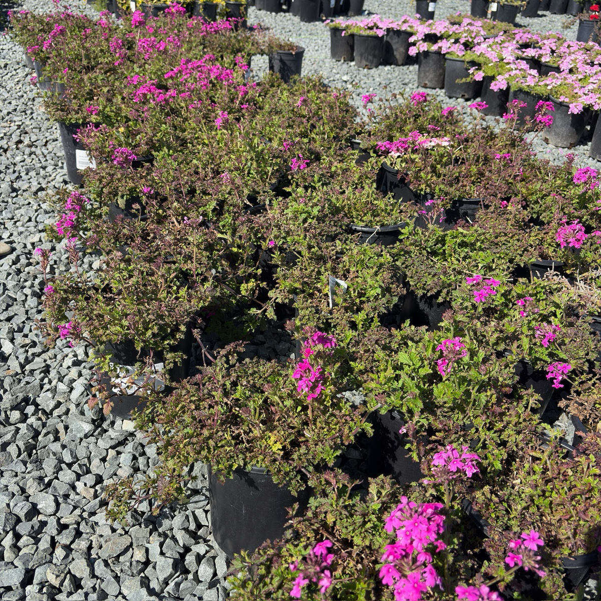 Homestead Hot Pink Verbena
