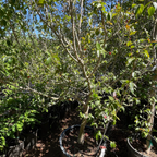 Chamba Surinman Cherry