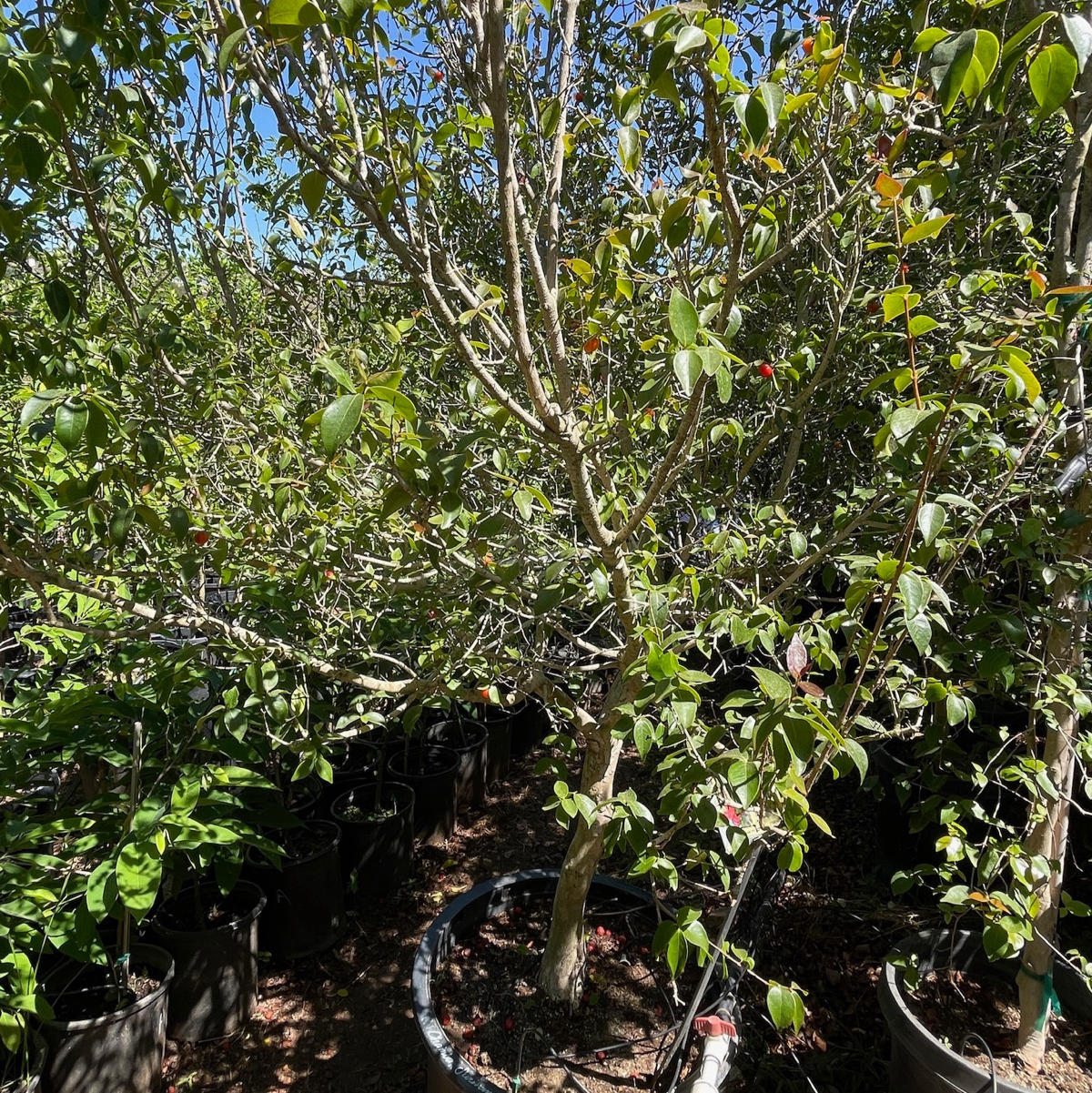 Chamba Surinman Cherry