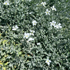 Snow-In-Summer