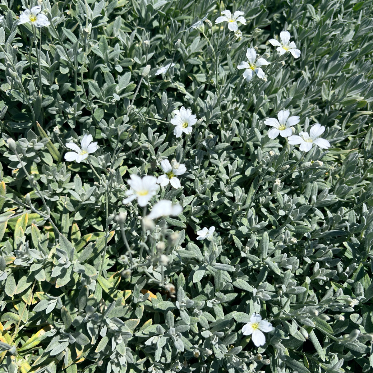 Snow-In-Summer