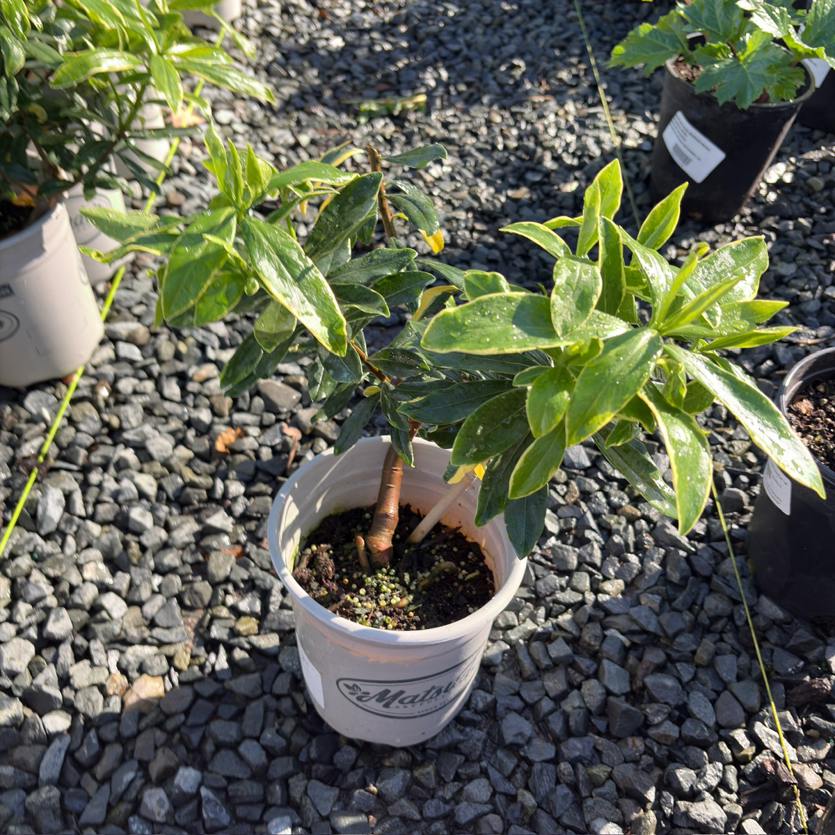 daphne plant in a pot Variegated Winter Daphne