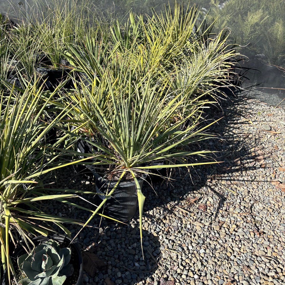 is a yucca plant a succulent Golden Sword Needle Palm