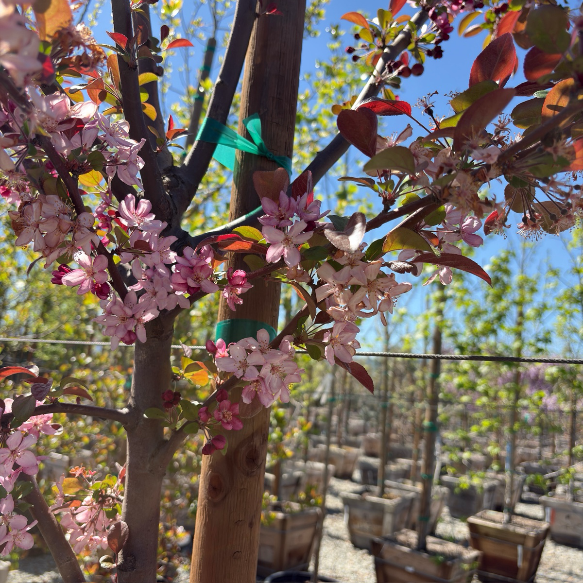 Robinson Flowering Crabapple