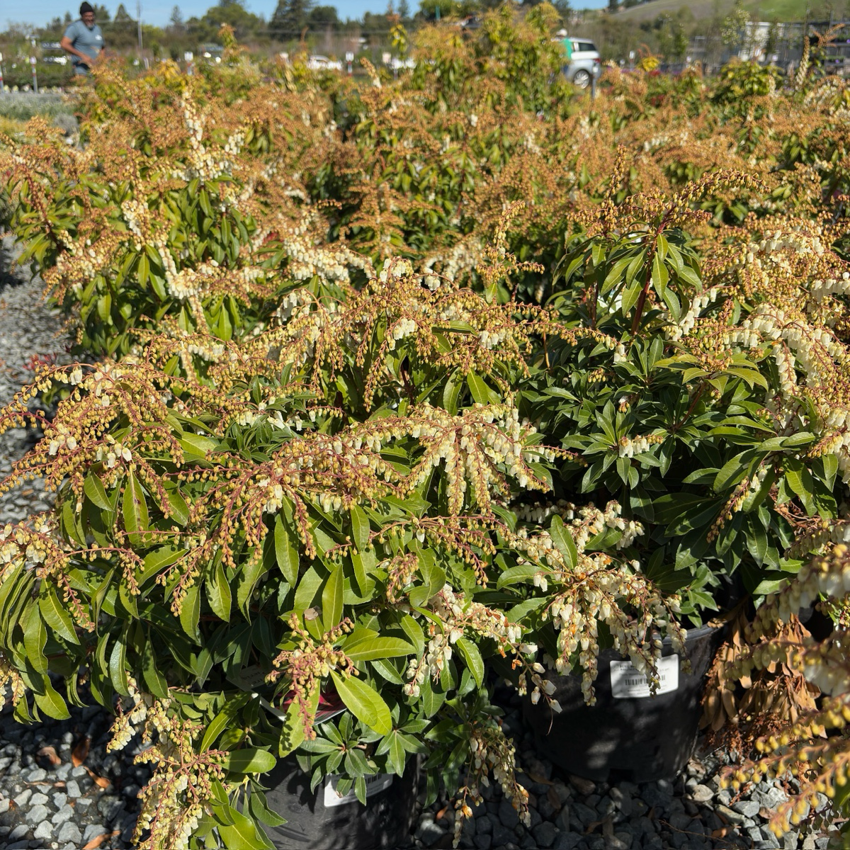 Mountain Fire Pieris | Red New Growth & White Spring Flowers