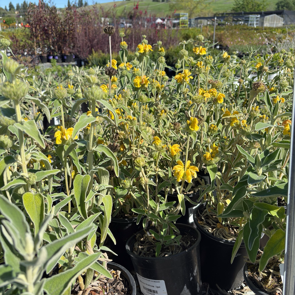 Jerusalem Sage