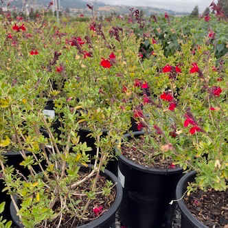 Red Autumn Sage