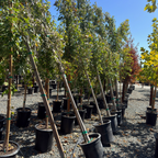 Armstrong Gold Red Maple