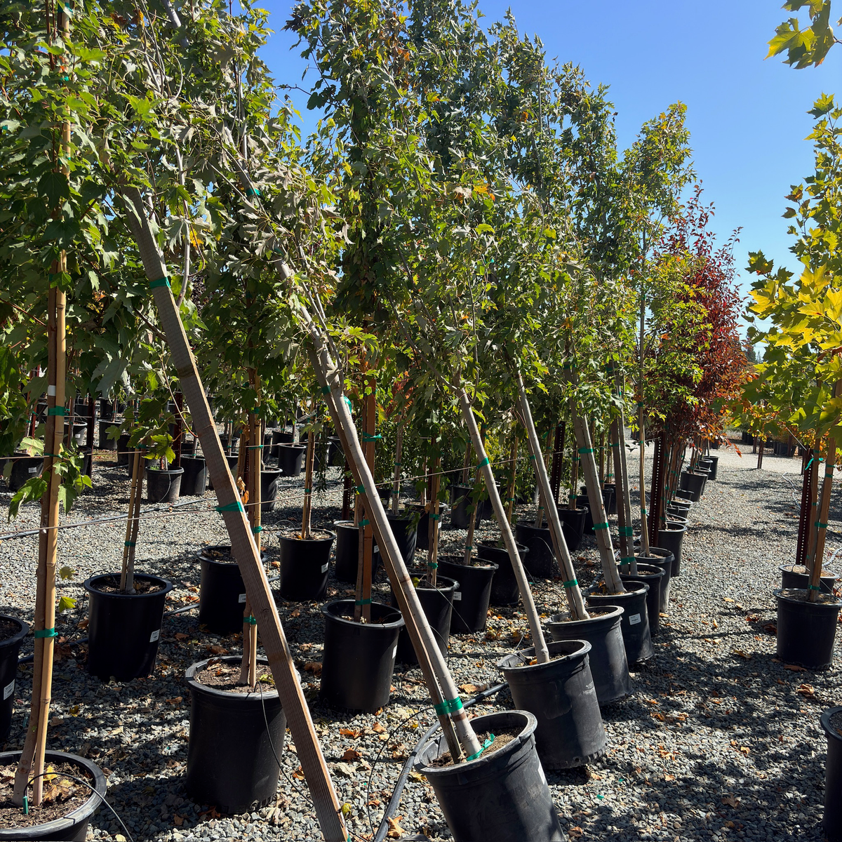 Armstrong Gold Red Maple