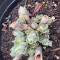 Autumn Joy Sedum