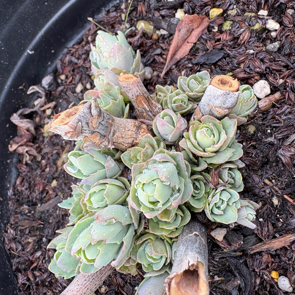 Autumn Joy Sedum