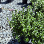 Lemon Thyme