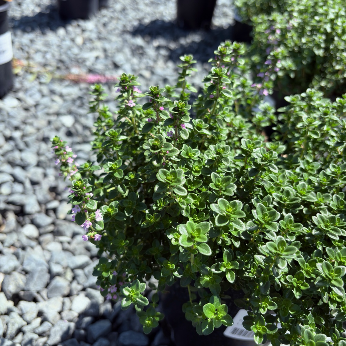 Lemon Thyme