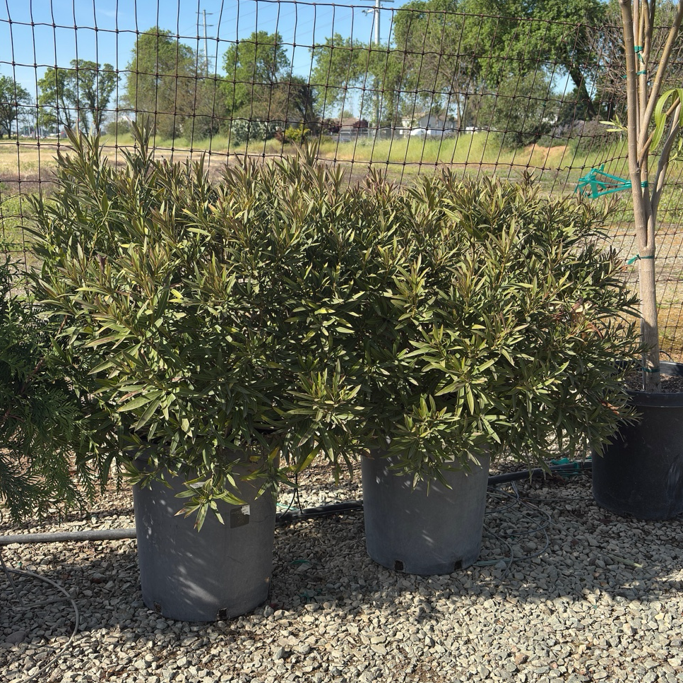 Little Red Oleander