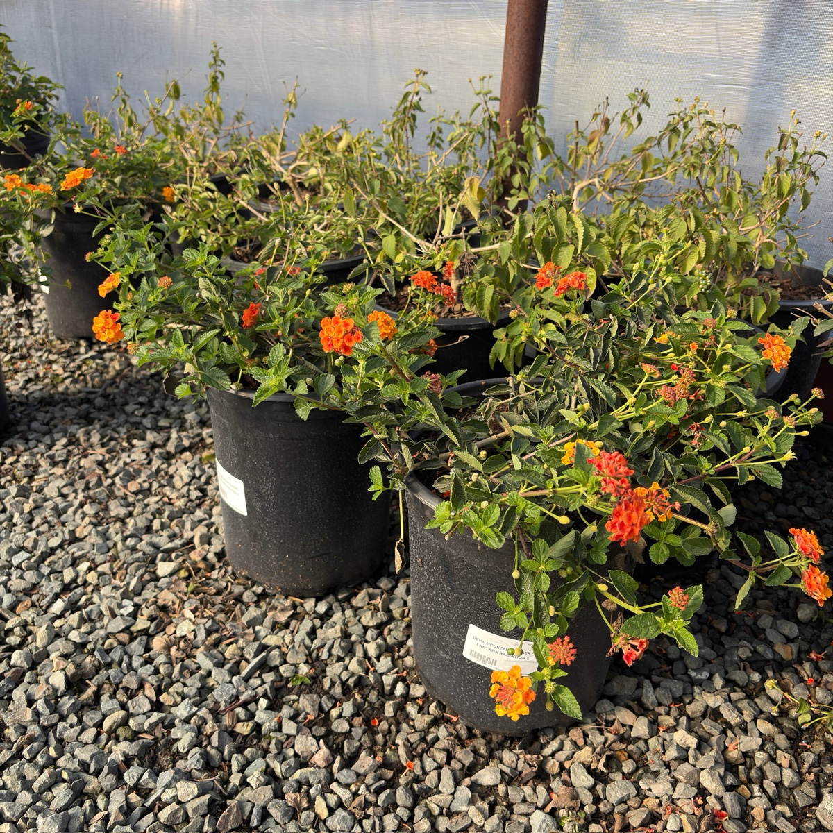 Radiation Lantana