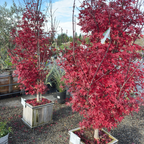 Twombly's Red Sentinel Japanese Maple