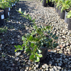 Green Carpet Natal Plum