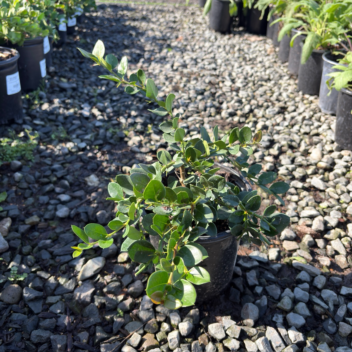 Green Carpet Natal Plum