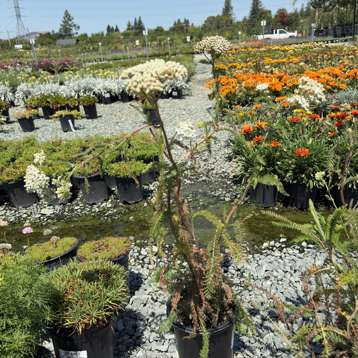 Common Yarrow