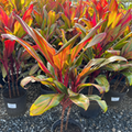 Kiwi Cordyline
