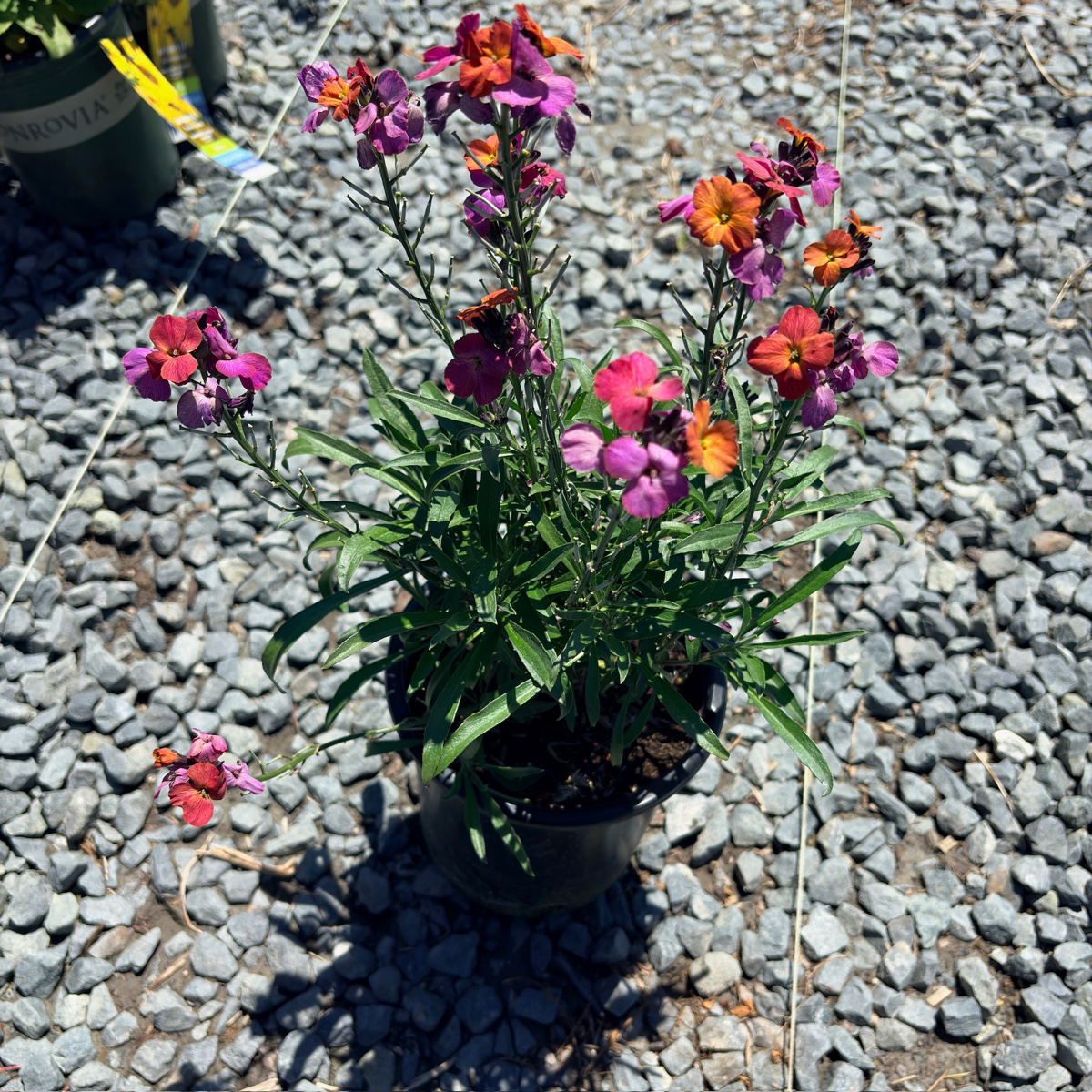 Winter Orchid  Wallflower