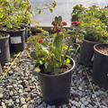Irene Bush Lantana