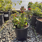 Irene Bush Lantana