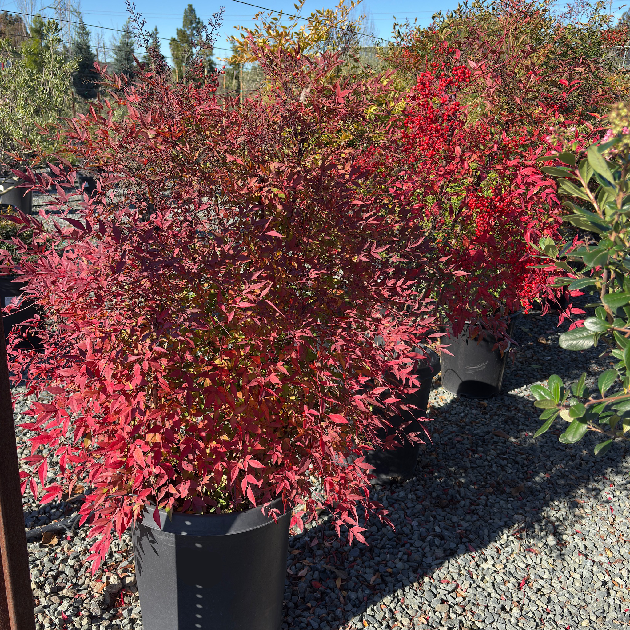 Heavenly Bamboo (Nandina domestica) | Evergreen Shrub with
