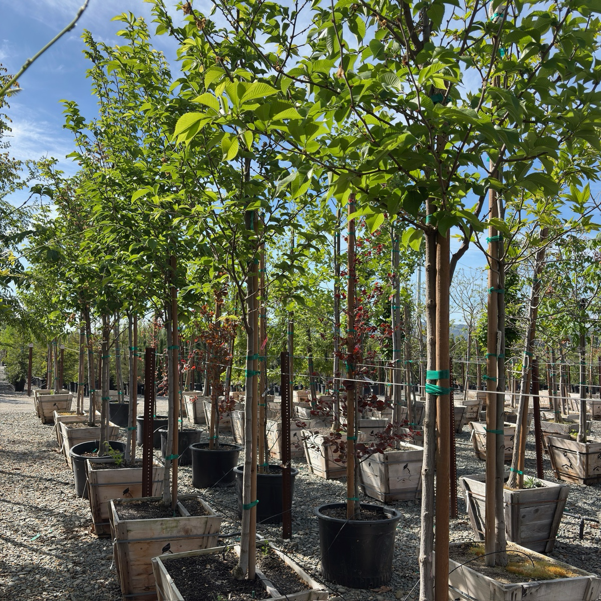Emerald Sunshine Chinese Elm