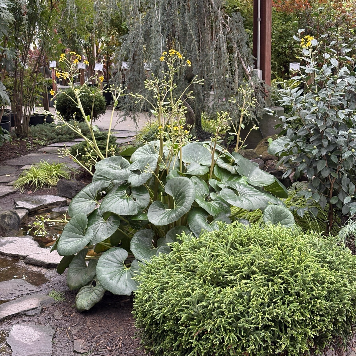 Giant Leopard Plant