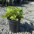 Island Alum Root