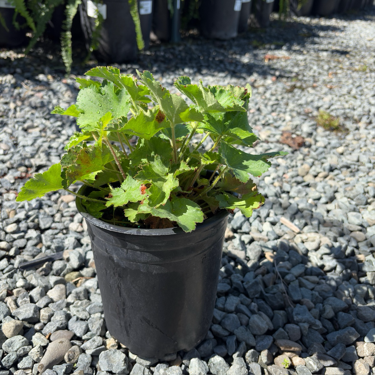 Island Alum Root